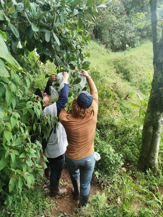 Fig. 4: PhD students Benjamin Lazarus (ri) and Johan Urrea (le) bagging flowers of Melastomataceae in the field for later pollination experiments.