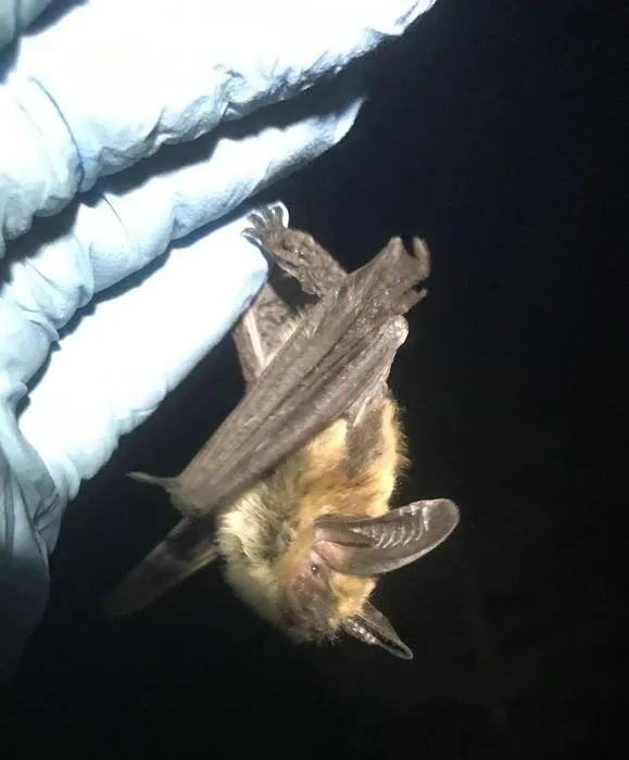Longeared bat