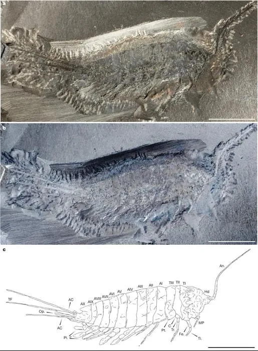 The stem-group insect Chosha praecursor Tihelka, Engel & Cai, 2026 from the Carboniferous Tesnus Formation (ca. 324 Ma), Texas, USA.