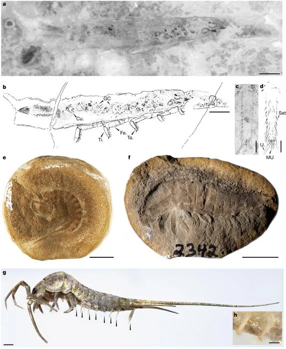 Comparative anatomical details of stem-insects and extant apterygote insects