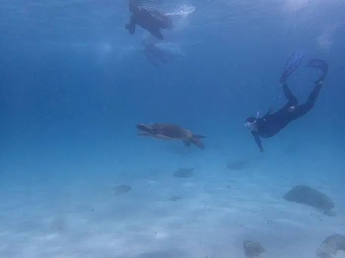 Yellow-morph green turtle