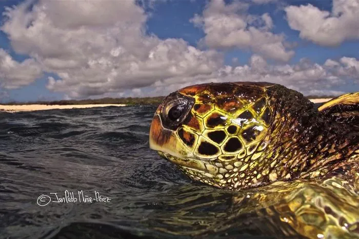 Yellow-morph green turtle