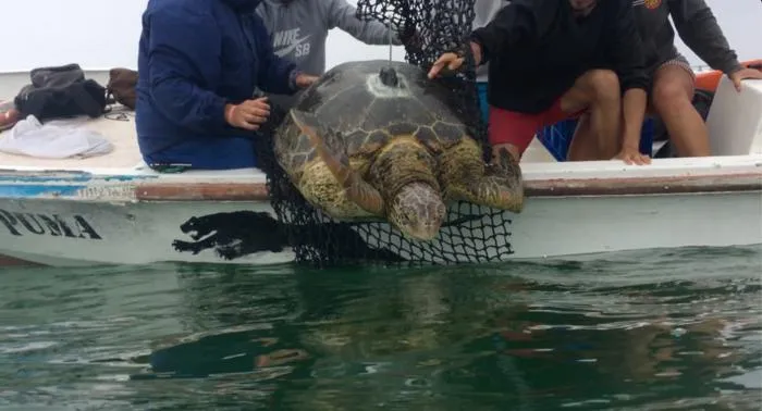 Yellow-morph green turtle