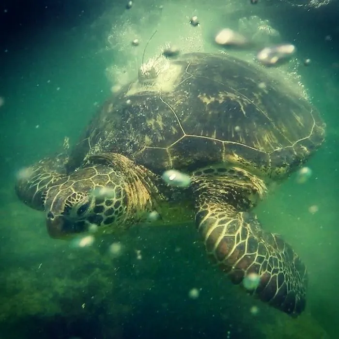 Yellow-morph green turtle