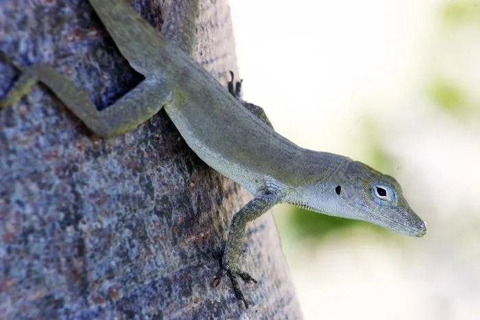An adult male Turks and Caicos Anole (Anolis scriptus scriptus) watching his territory from the trunk of a tree