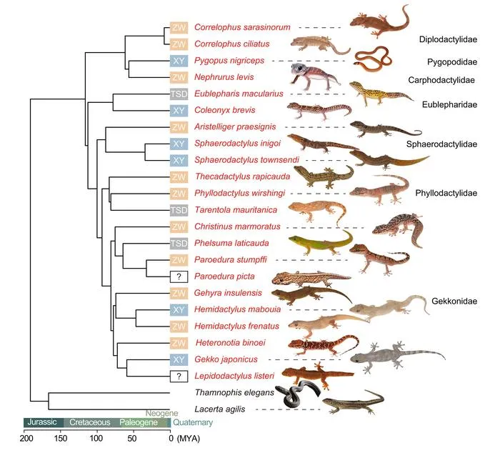 Evolutionary relationships among species analyzed in this study