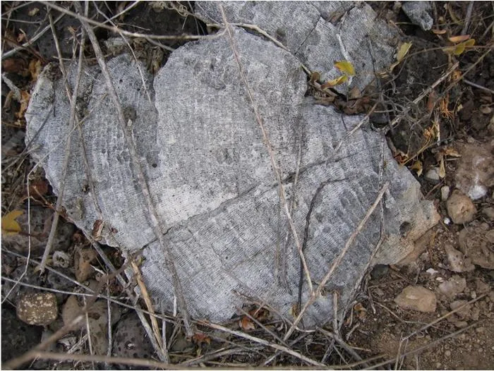 Ancient coral