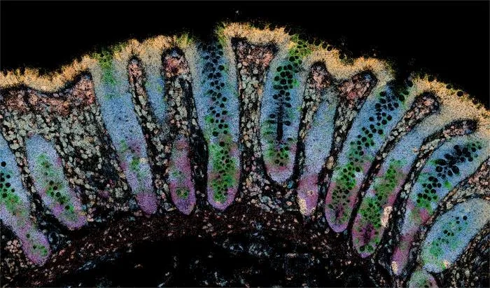 Gut tissue