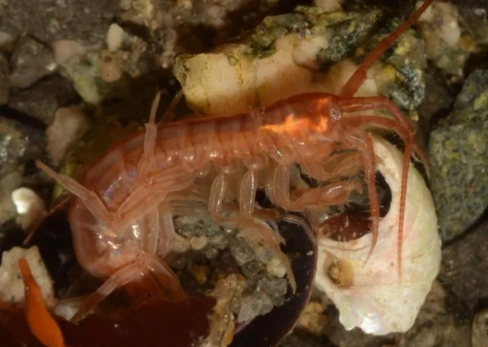 The giant amphipod species Paraceradocus miersi