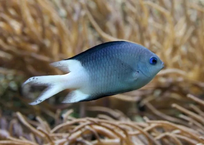 Spiny chromis
