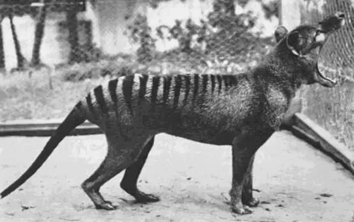 last thylacines