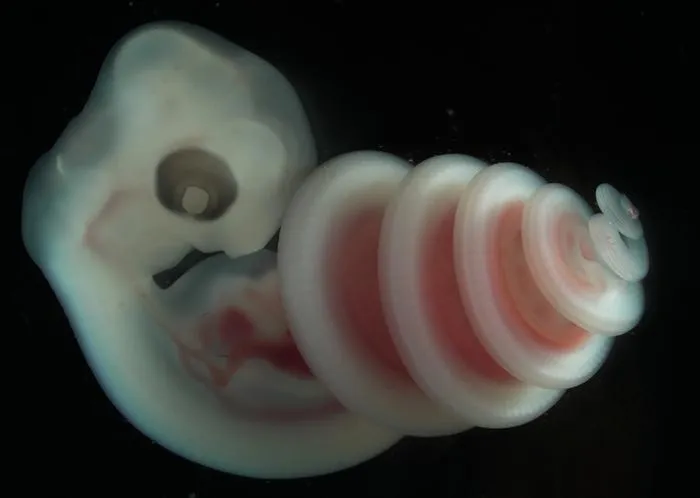 Snake coil5 - Boaedon capensis embryo_Raul Diaz 03