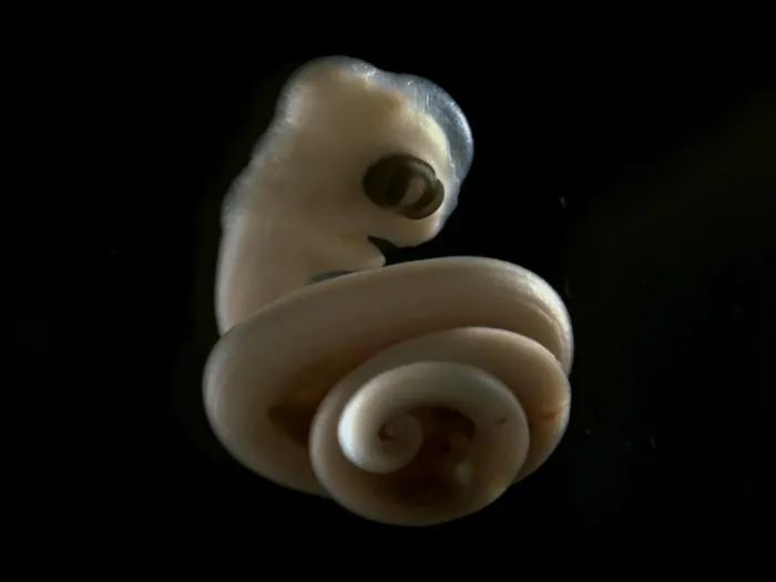 Snake coil2 - Lamprophis_Joy Richman