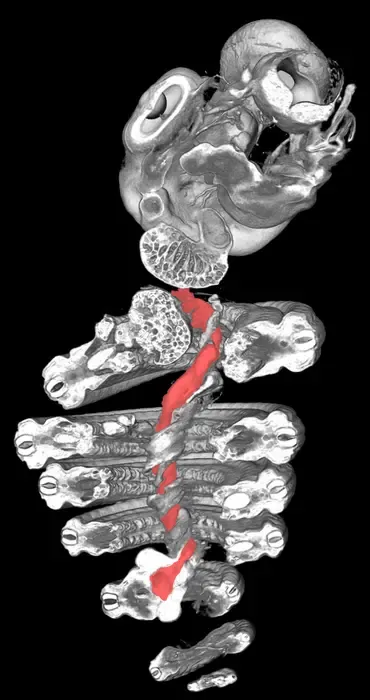 Snake coil4 - visceral pillar