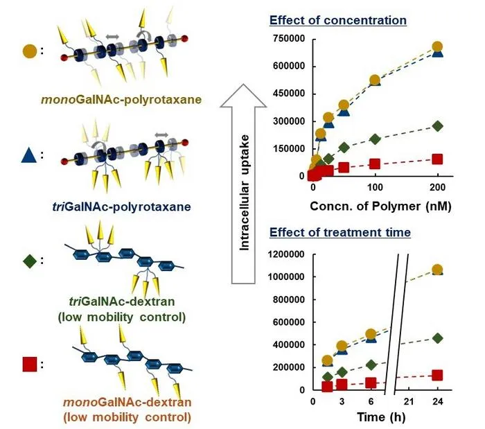 Comparison of Cellular Uptake Efficiency Among GalNAc-Modified Polymers and Polyrotaxanes