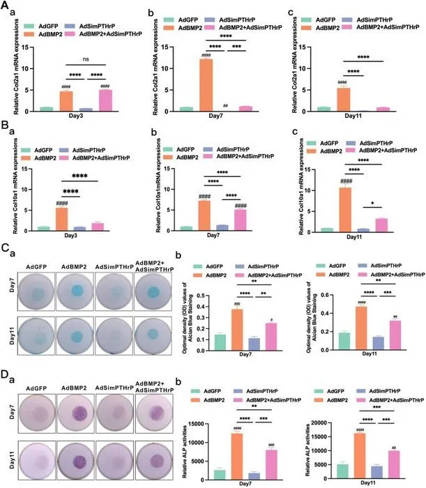 Silencing PTHrP expression attenuated BMP2-induced chondrogenic, hypertrophic, and osteogenic differentiation of mesenchymal stem cells