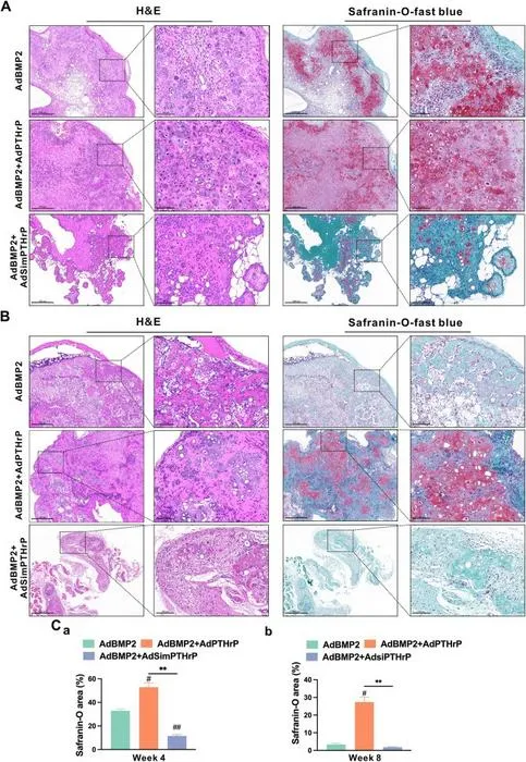 PTHrP promotes BMP2-induced chondrogenic differentiation of mesenchymal stem cells (MSCs) in vivo