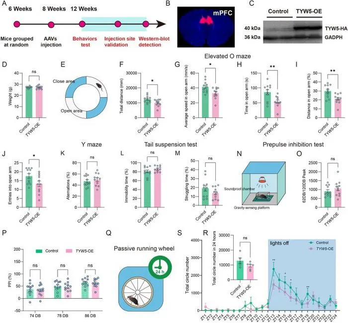 TYW5 overexpression in the mPFC induces daytime anxiety-like behaviors and nocturnal locomotor hypoactivity.