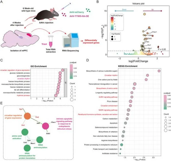 Overexpression of TYW5 in the mPFC disrupts circadian gene networks and GnRH signaling pathways.