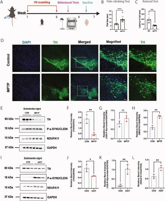 Validation of NDUFA11 in vivo