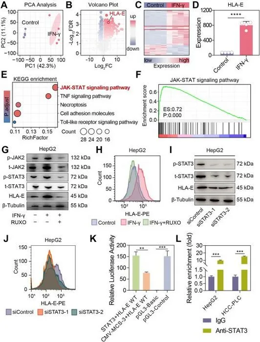 IFN-γ induces HLA-E via JAK–STAT3 signaling.