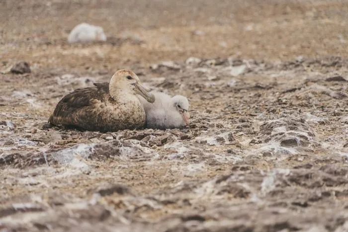 Southern giant petrel with chick