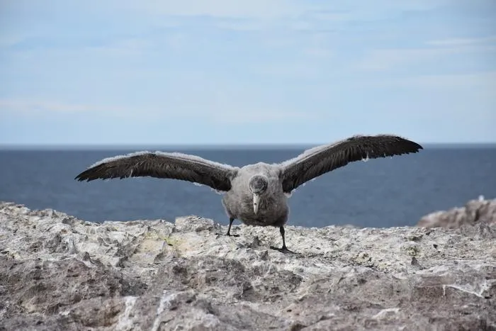 Young petrel wings spread