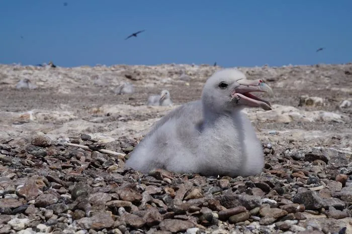 Petrel chick in Patagonia