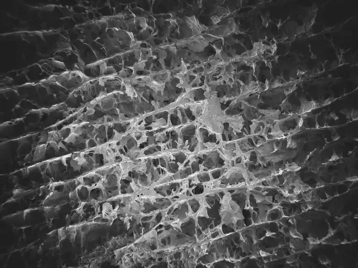 Chickpea purée under the microscope