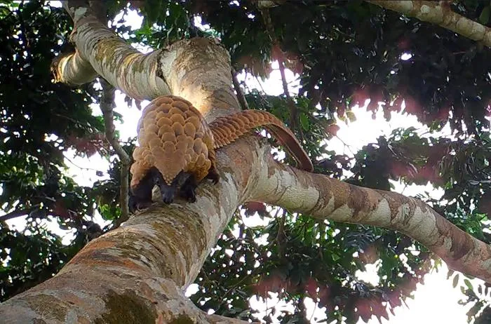 Pangolin
