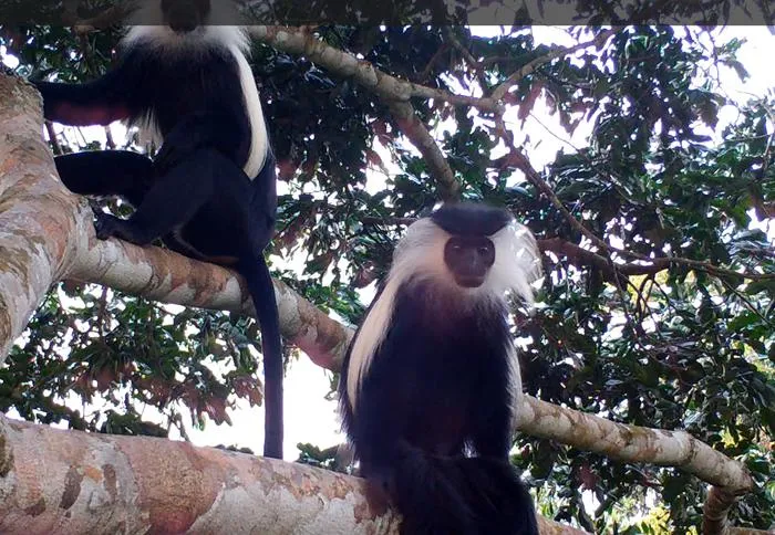 Colobus Angolensis