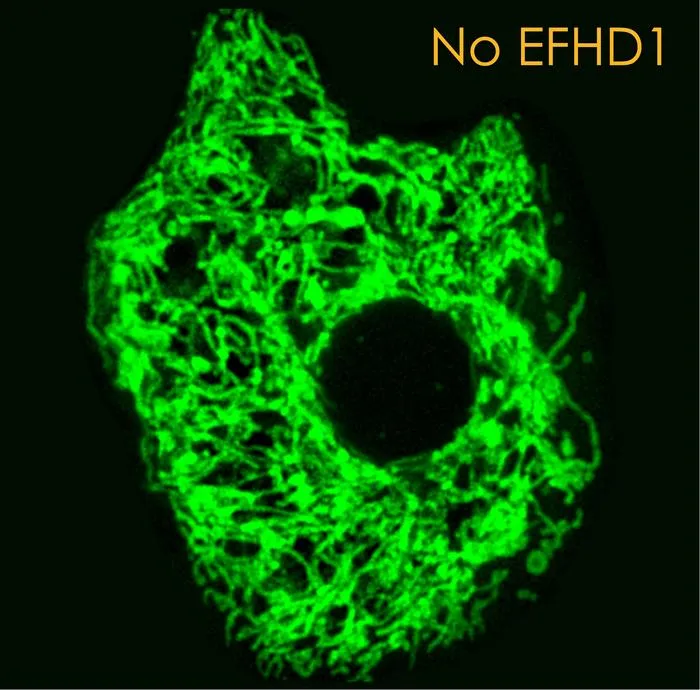 Mitochondria without EFHD1