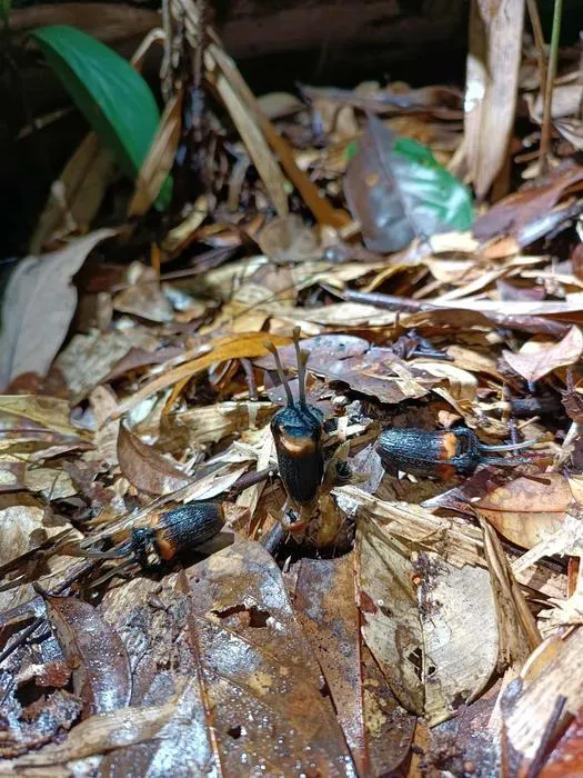 Thismia daemona in natural habitat