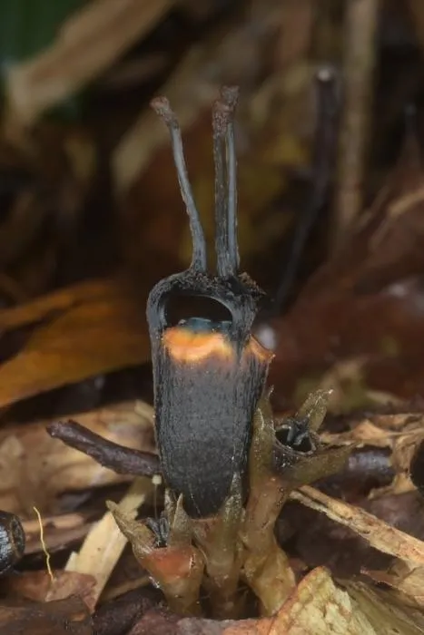Thismia daemona in natural habitat