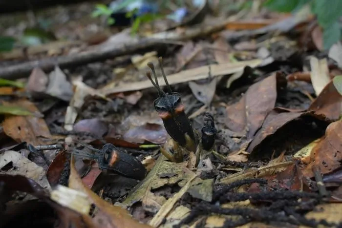 Thismia daemona in natural habitat