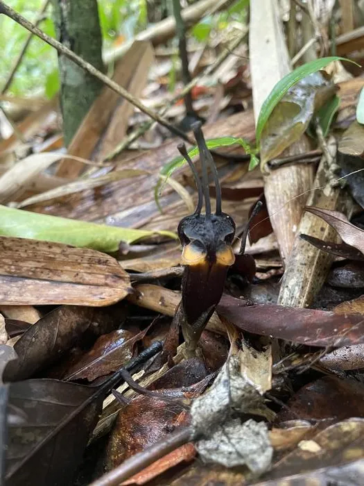 Thismia daemona in natural habitat