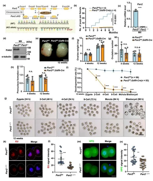Fine-tuning mRNA tails: How maternal PAN2 safeguards early embryo development