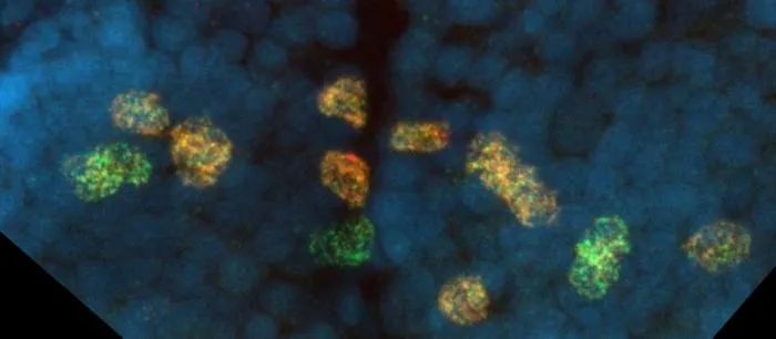 Per (orange) and Cry2 (green) expression in the brain of P. hawaiensis.