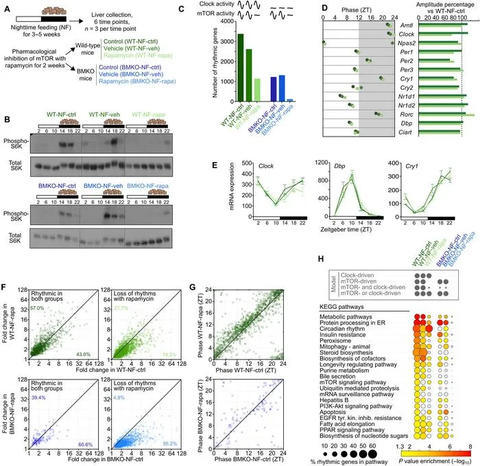 mTOR signaling