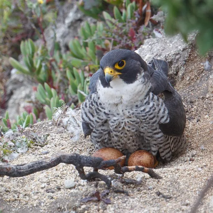 Male Peregrine Falcon incubating eggs
