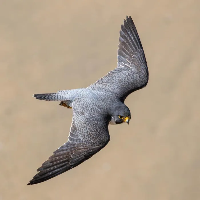 Peregrine in flight