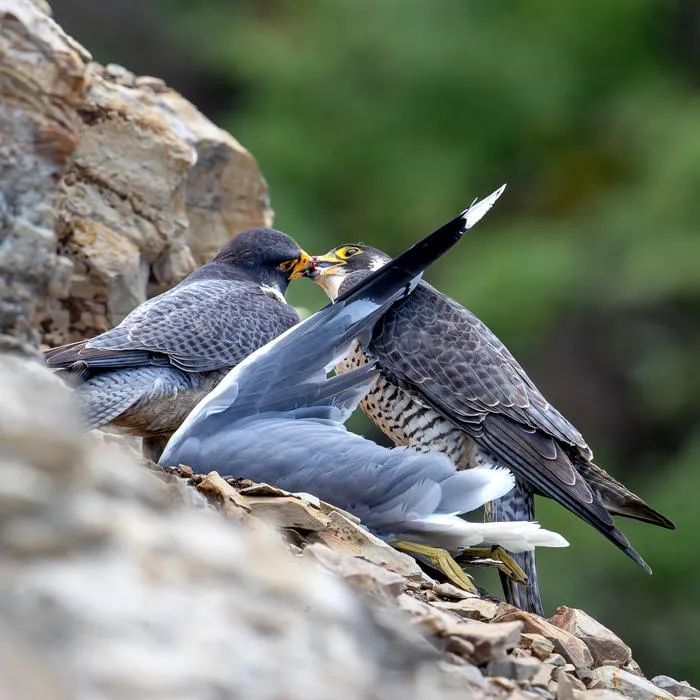 Prey sharing between mates.