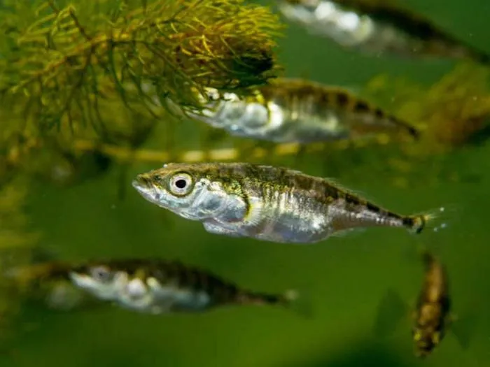 Sticklebacks