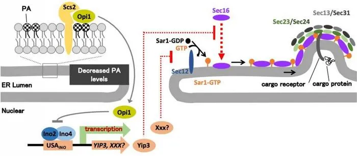 A model of ER sensing of phosphatidic acid (PA) metabolism in regulating COPII vesicle formation