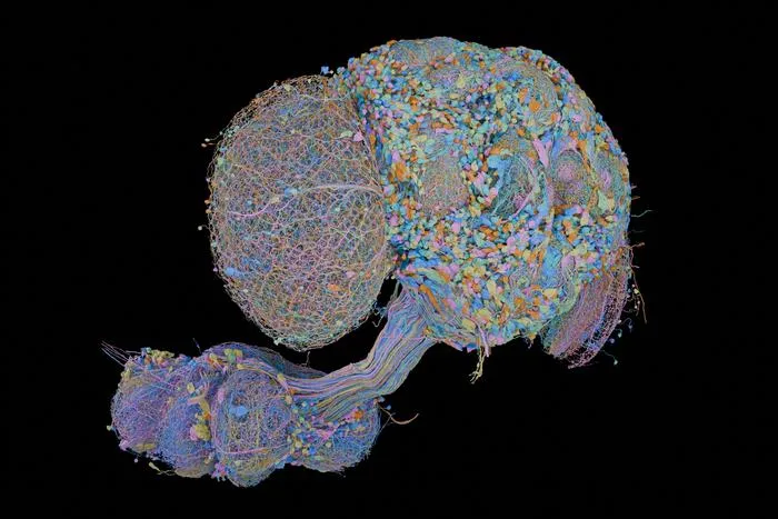 Male CNS connectome
