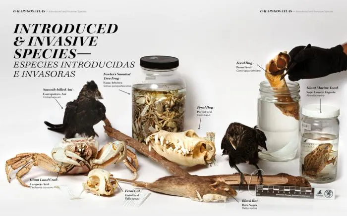 Introduced and Invasive Species