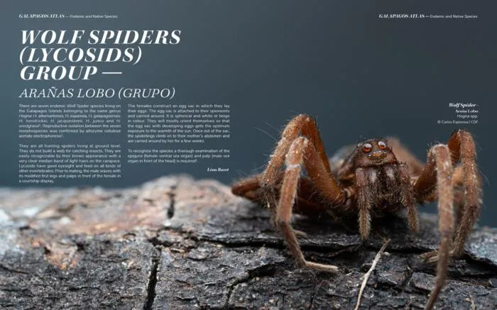 Wolf Spiders Group