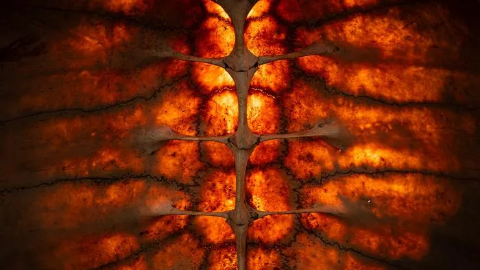 Galapagos Giant Tortoise Shell