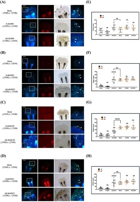 Functional characterization of genes during self-incompatibility response.