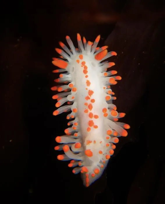 White nudibranch - Limacia mcdonaldi